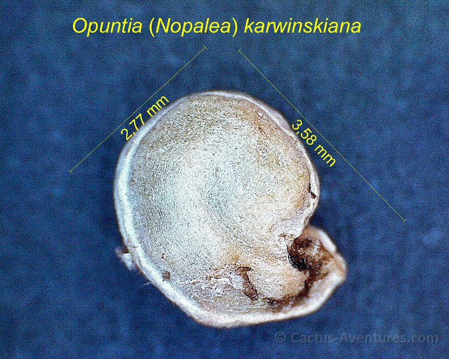Opuntia ex Nopalea karwinskiana